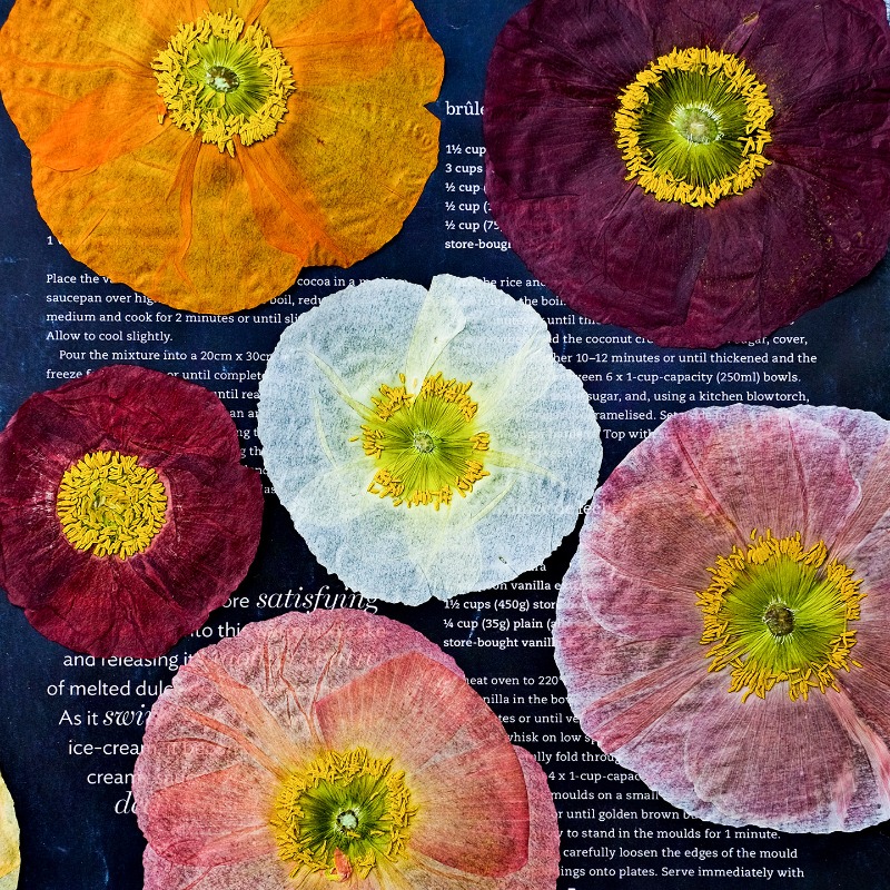 Art And Craft Nature - 1 stks, natuur veld klaproos geperste