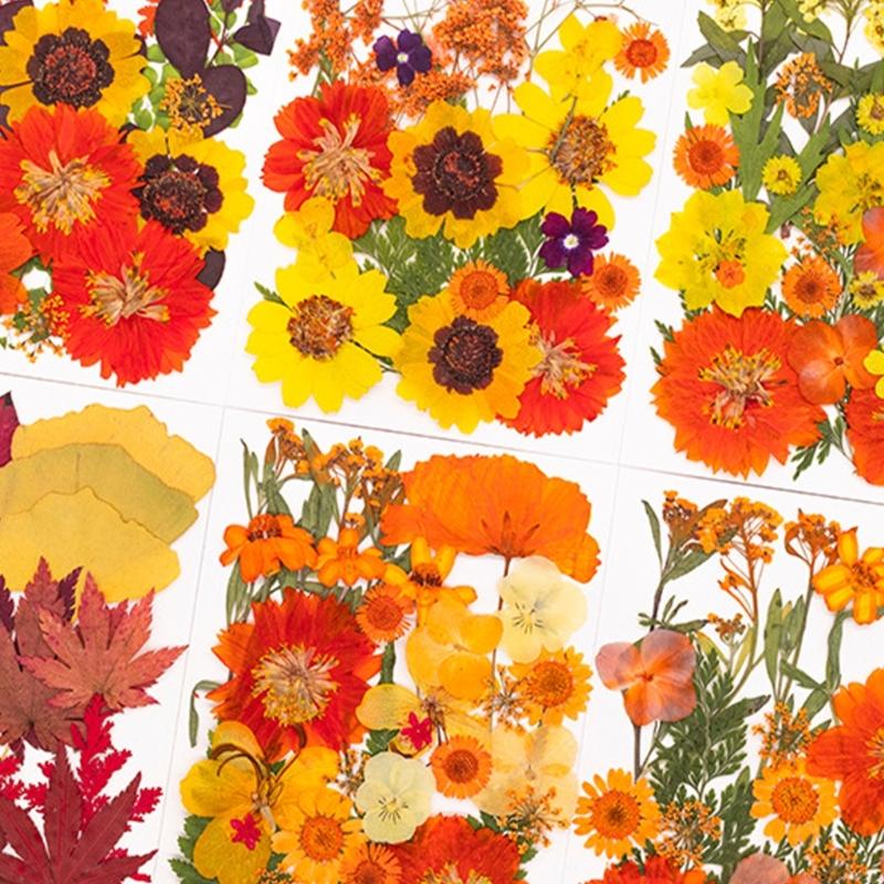 Art And Craft Nature - Gedroogde geperste bloem voor hars mallen