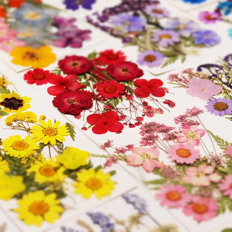 Art And Craft Nature - Gedroogde bloemen, echte natuurlijke planten, geperste