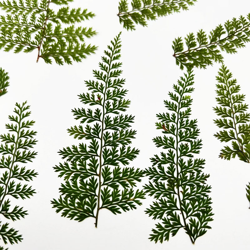 Art And Craft Nature - 100 stuks natuurlijke regenfern blad specimens,