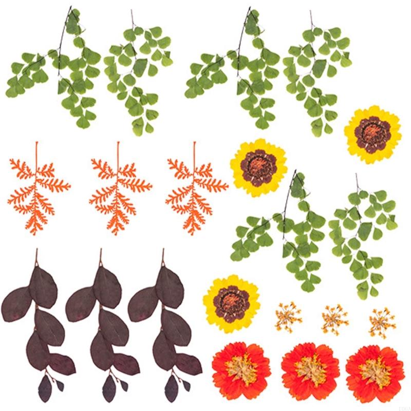 Gedroogde geperste bloem voor  - Art And Craft Nature recensie en prijs