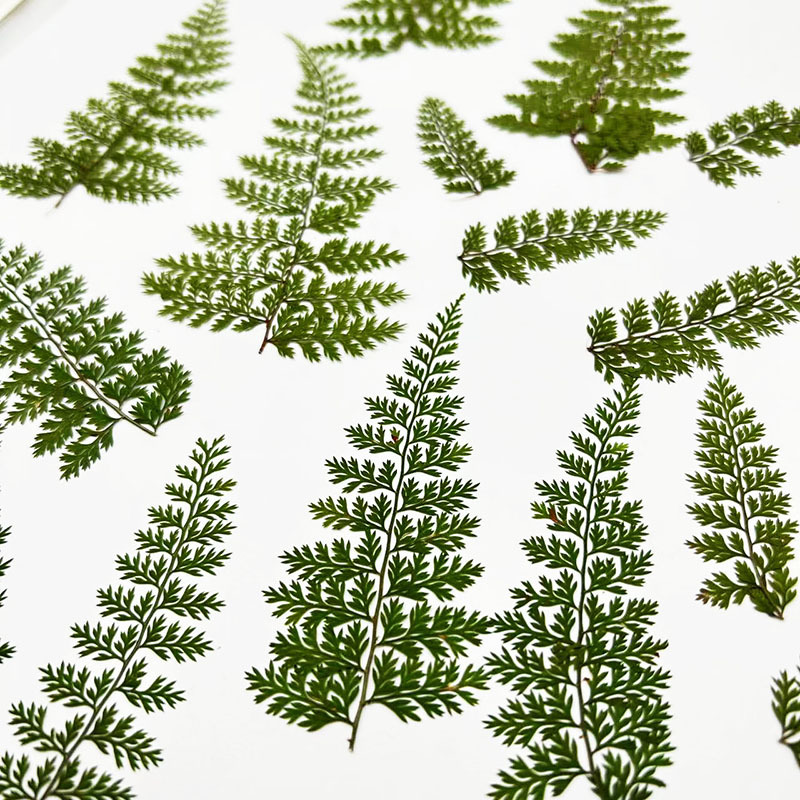 100 stuks natuurlijke regenfer - Art And Craft Nature recensie en prijs
